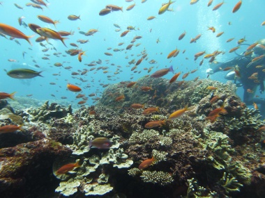 A wonderful underwater world. JP/Isao Soga