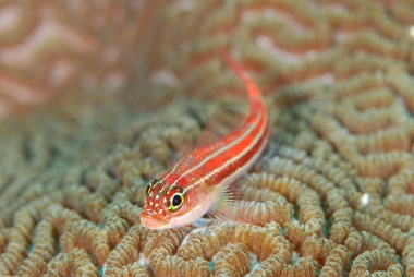 A triplefins poses with wavy corals. JP/Isao Soga